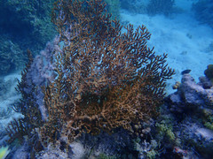 Isis hippuris