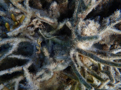 Corythoichthys flavofasciatus