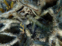 Corythoichthys flavofasciatus