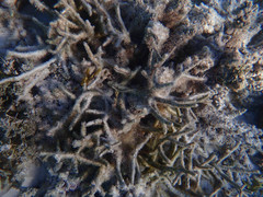 Corythoichthys flavofasciatus