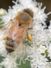 Apis mellifera