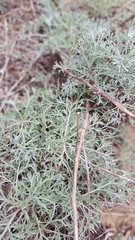 Artemisia campestris caudata