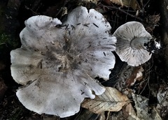 Tricholoma pardinum