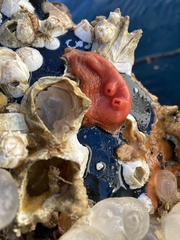 Cnemidocarpa finmarkiensis