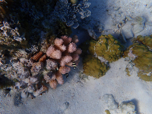 Dascyllus melanurus