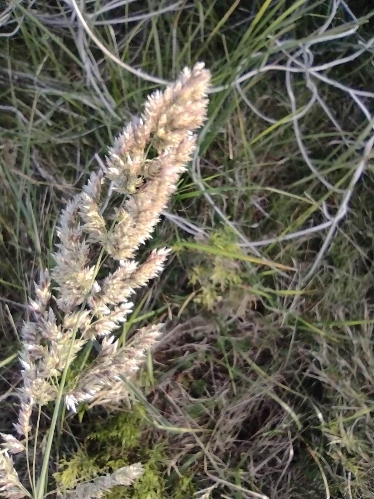 Poa lanigera