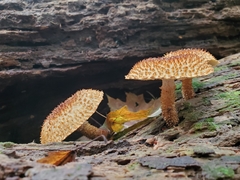 Leucopholiota