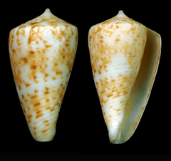 Conus baeri