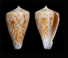 Conus baeri