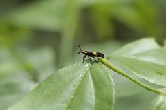 Homalocerus lyciformis