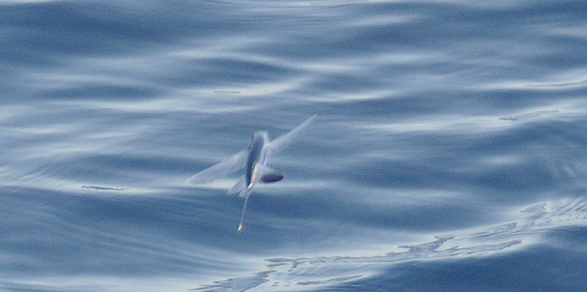 Flying fish (Parexocoetus brachypterus) — Exocoetidae