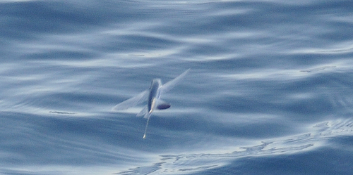 Flying fish (Parexocoetus brachypterus) — Exocoetidae