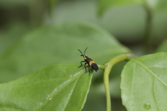 Homalocerus lyciformis