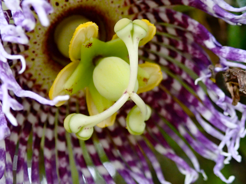 Passiflora laurifolia