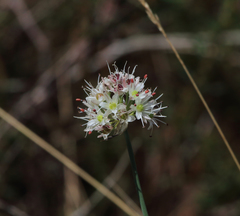 Allium ericetorum