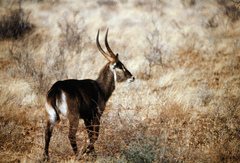 Kobus ellipsiprymnus