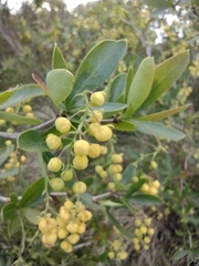 Berberis laurina