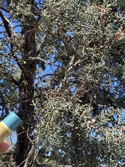 Cupressus forbesii