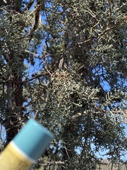 Cupressus forbesii