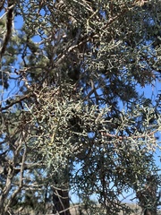 Cupressus forbesii