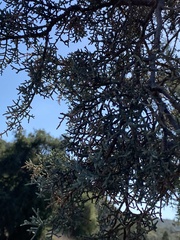 Cupressus forbesii
