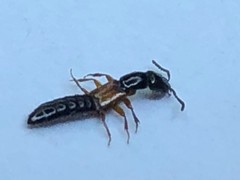 Nudobius lentus