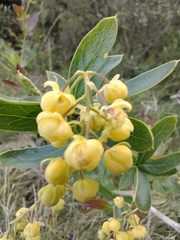 Berberis laurina