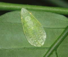 Tituria