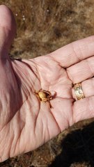 Calystegia atriplicifolia