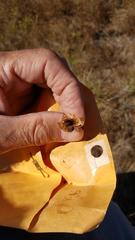 Calystegia atriplicifolia