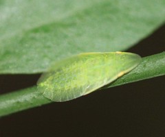 Tituria