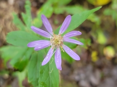 Symphyotrichum phlogifolium
