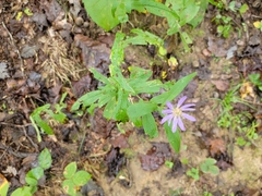 Symphyotrichum phlogifolium