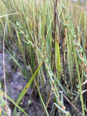 Suaeda rolandii