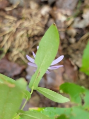 Symphyotrichum phlogifolium