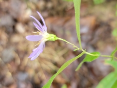 Symphyotrichum phlogifolium
