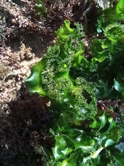 Ulva rigida