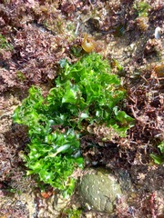Ulva rigida