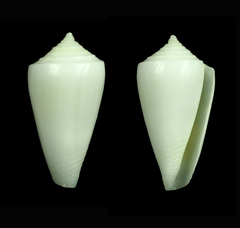 Conus bahamensis