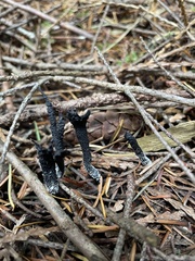 Xylaria hypoxylon