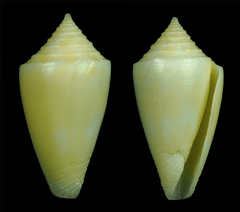 Conus bahamensis