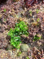 Ulva rigida