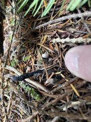 Xylaria hypoxylon