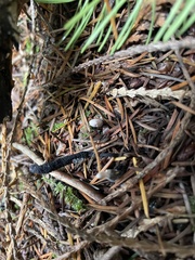 Xylaria hypoxylon