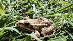 Pelophylax perezi