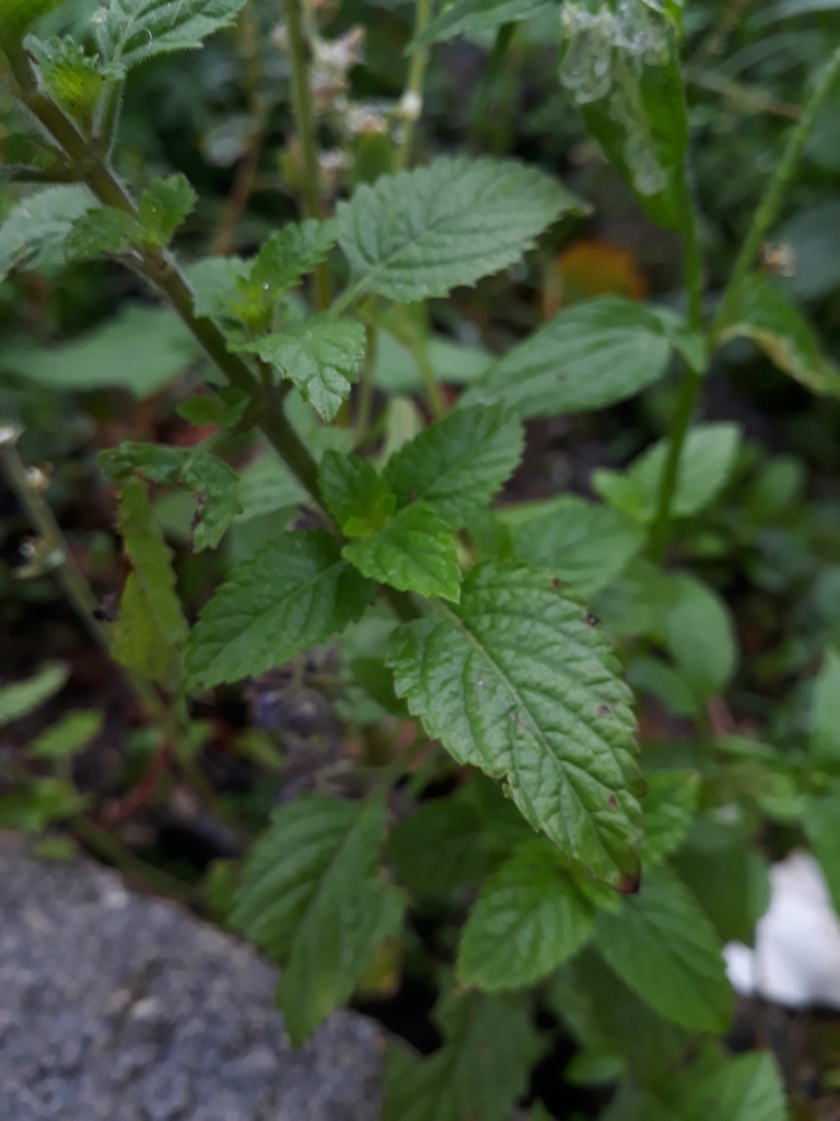 Marsypianthes chamaedrys