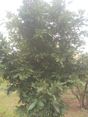 Diospyros mespiliformis