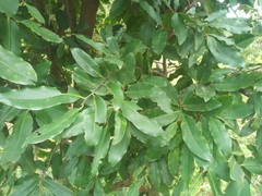 Diospyros mespiliformis