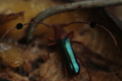 Compsocerus