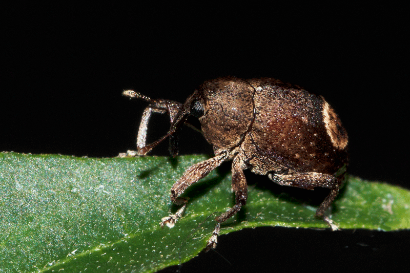 Pseudomopsis